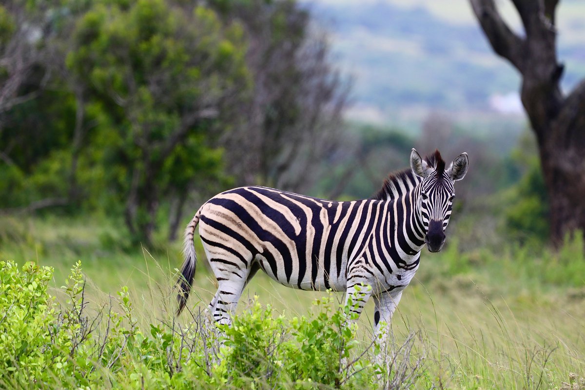 เนย tweet media