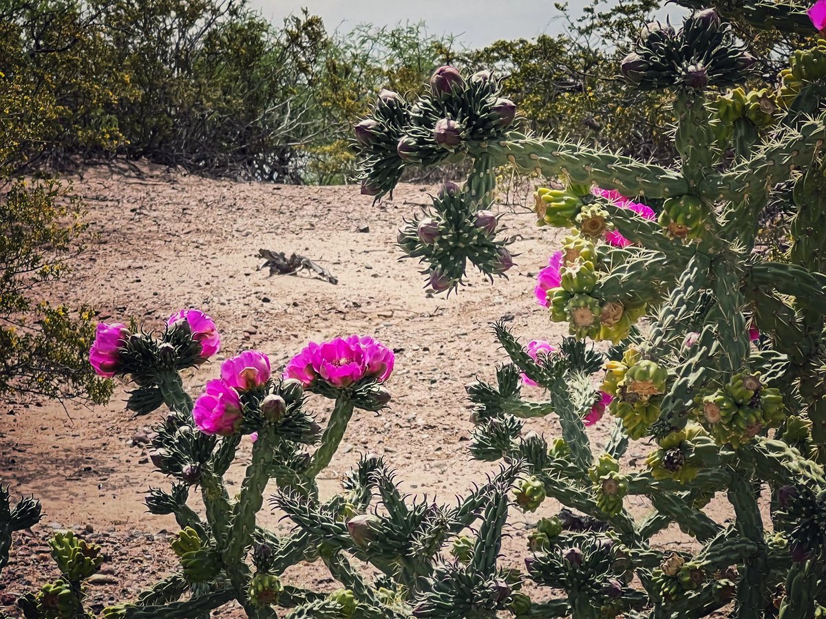NewMexicoVibes's tweet image. Happy Saturday!  
Cholla blooms.  #NewMexico