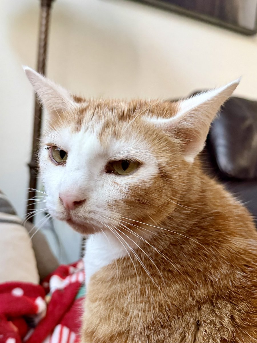 Sushi&Mango(&dog Mavis) tweet media