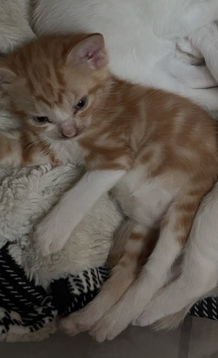 Sushi&Mango(&dog Mavis) tweet media