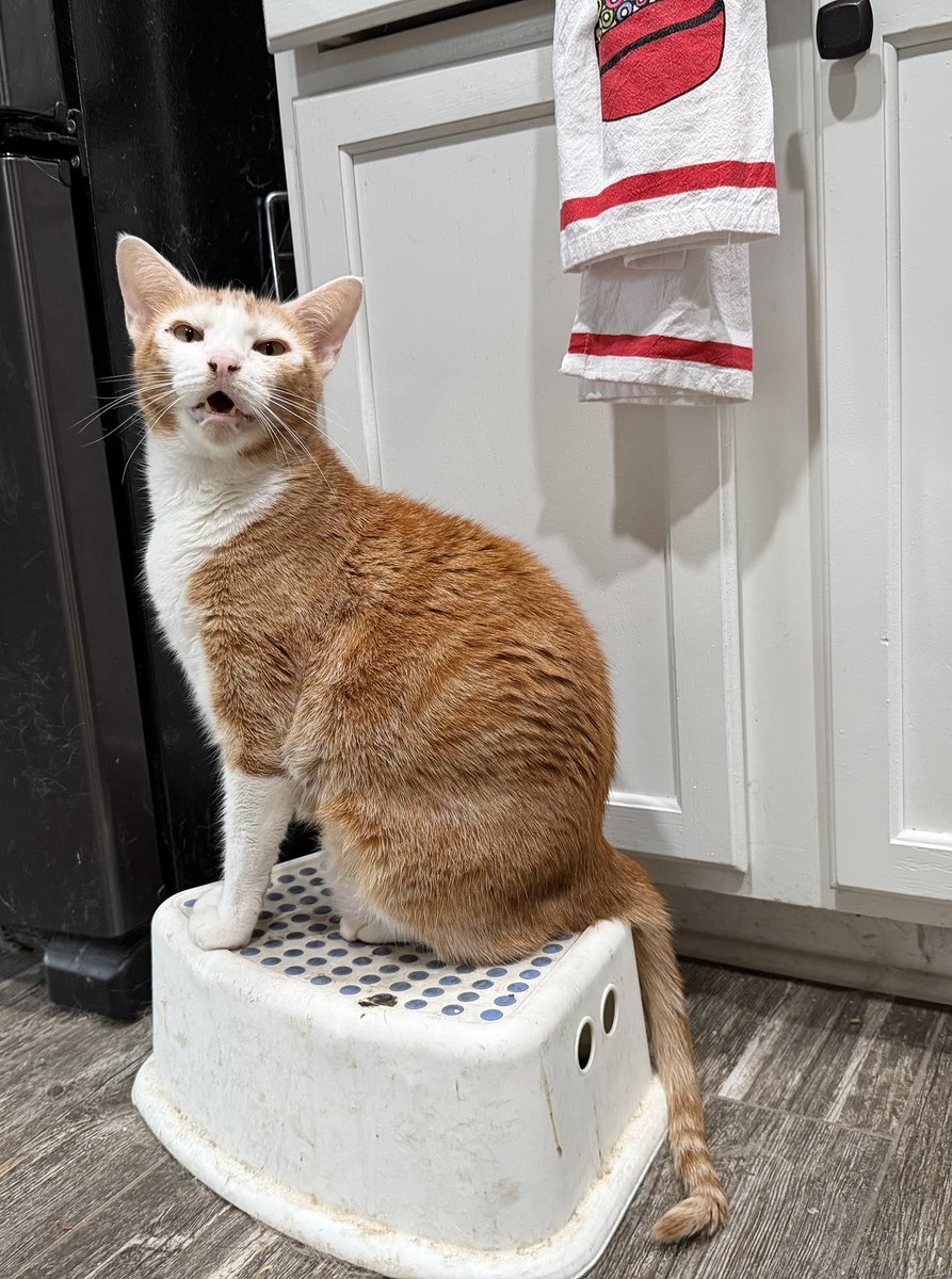 Sushi&Mango(&dog Mavis) tweet media