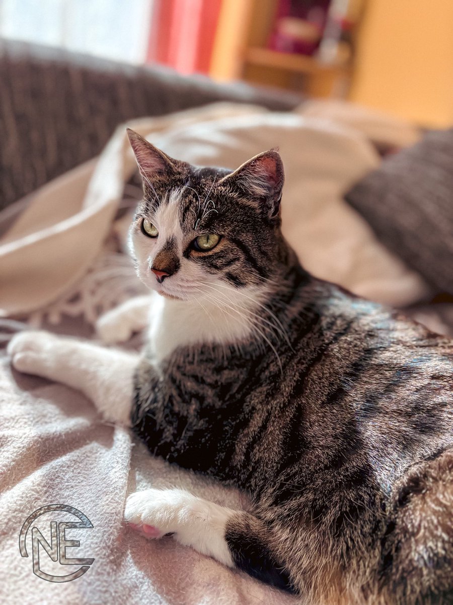 EckhardGraphics's tweet photo. Sometimes Loki commits crimes… sometimes he looks like a model without even trying 

#Cats #PetPhotography #CatsOfTwitter #CatLife https://t.co/PsbvA2wD2b