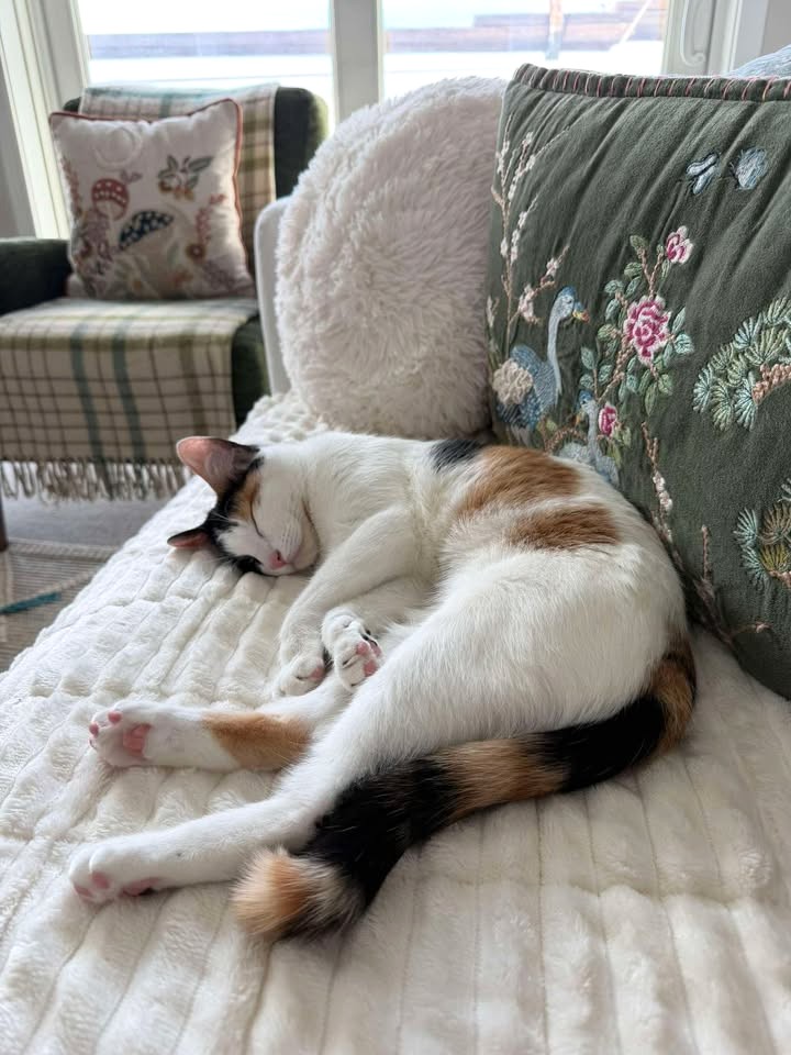 PHS/SPCA tweet media