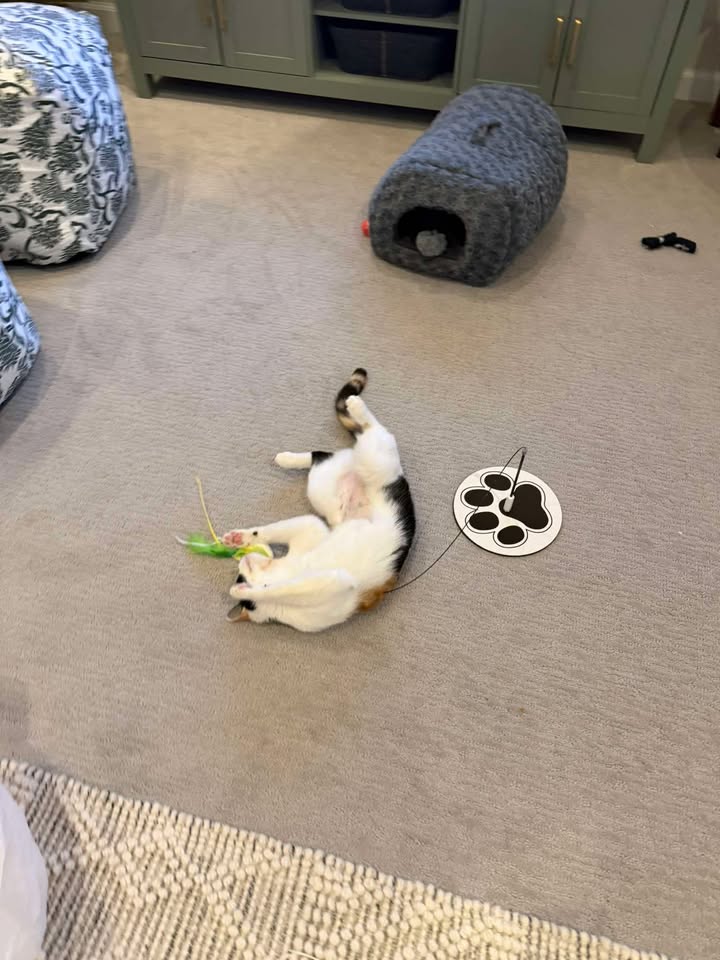 PHS/SPCA tweet media