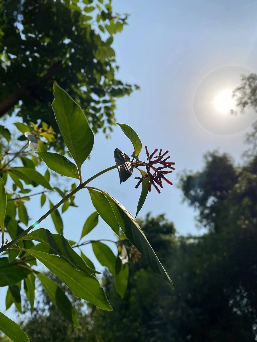 Usha Wildflower 🌱📚 🍀 tweet media