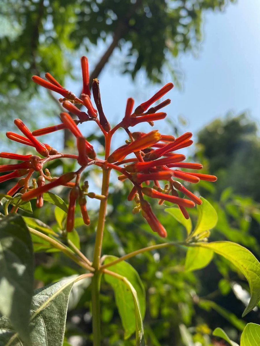 Usha Wildflower 🌱📚 🍀 tweet media