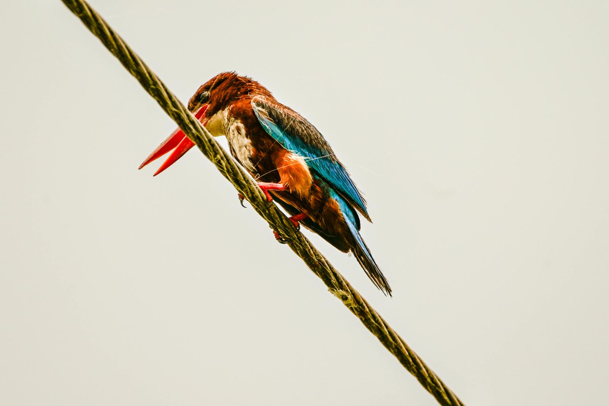 golden cobra tweet media