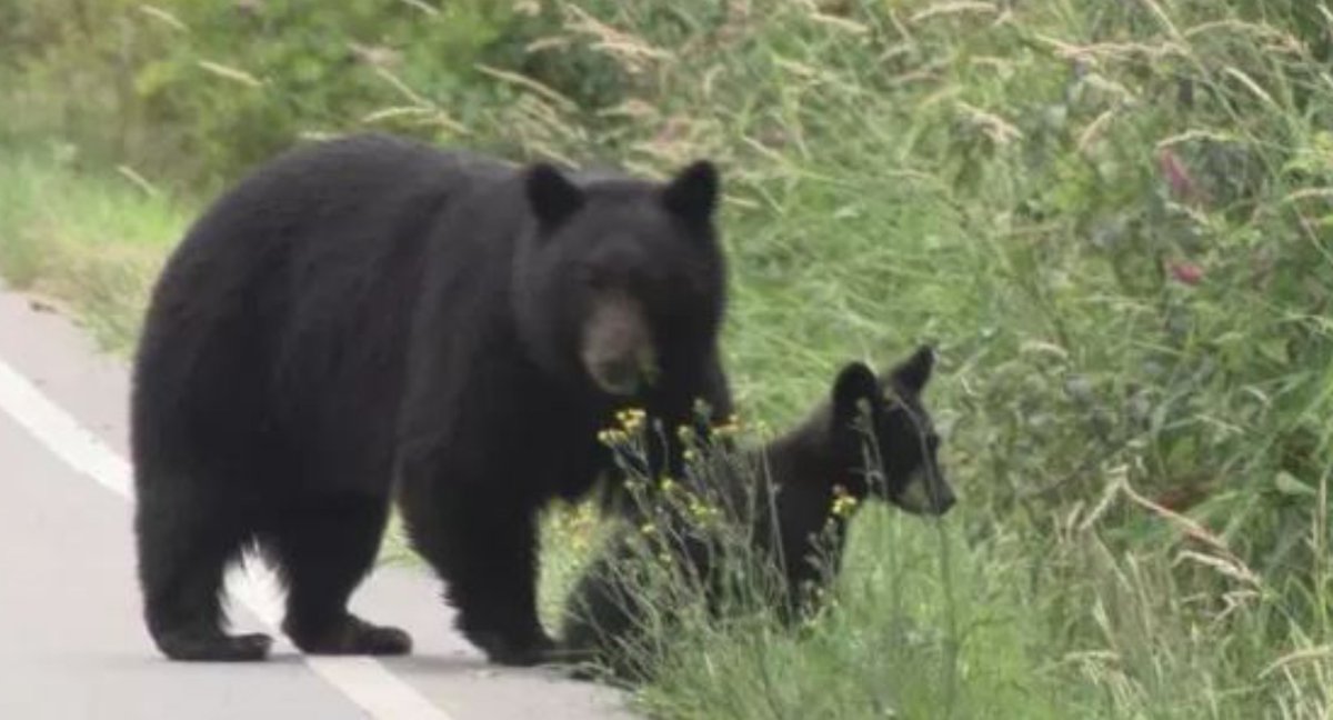 DriveBC's tweet image. 🦌#WildlifeMattersBC 🦌#BCWildlife can be difficult to see at night in #BritishColumbia.  Watch for  WILDLIFE signage, as the signs will alert you to the possibility of animals, and their cubs, calves and fawns in the area.  Traveling at the posted road speed is how to most