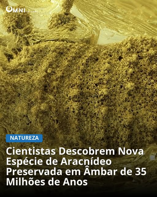 omniletters's tweet image. Cientistas identificam Balticolasma wunderlichi, nova espécie de aracnídeo preservada em âmbar de 35 milhões de anos, revelando sua importância.

omniletters.com/nova-especie-a…

#descoberta #paleontologia #fósseis #biodiversidade #ciência