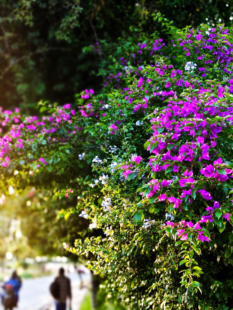 Jack D'niels tweet media