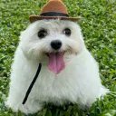 FurgiDash 🇪🇸 (en la cola del paro) tweet media