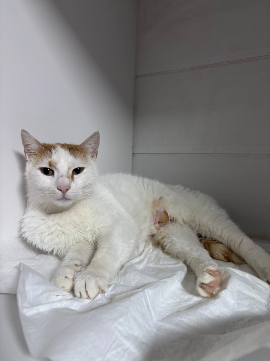 tokyodasaatbeşegeliyy tweet media