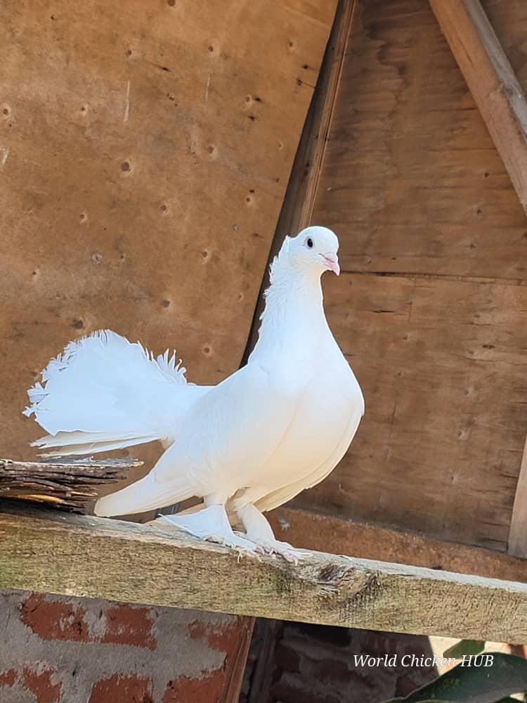 WorldChicken HUB tweet media