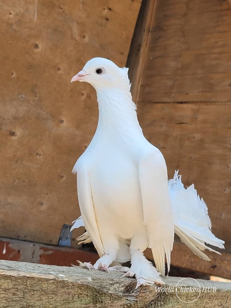 WorldChicken HUB tweet media