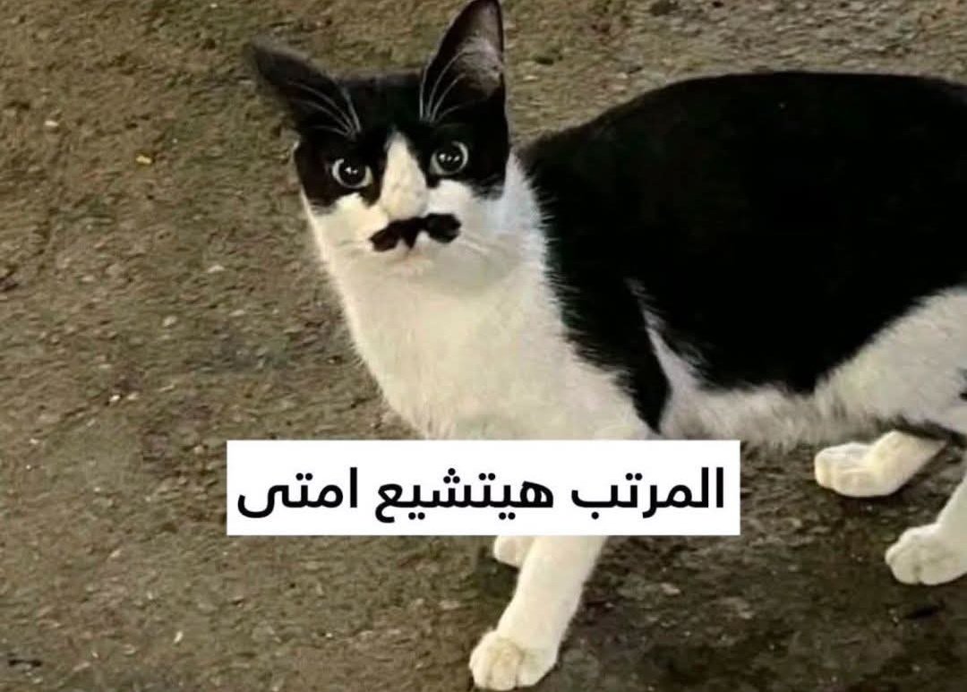 $HAALAN 🔥 tweet media