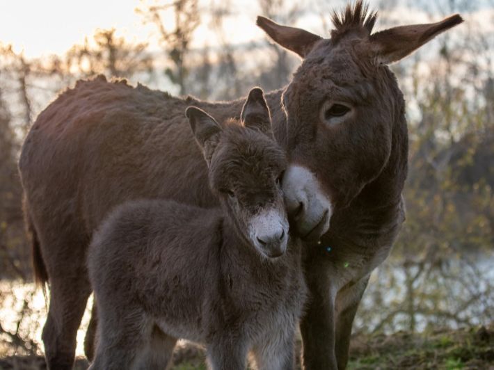 🇰🇼ولـد العـوضـي tweet media