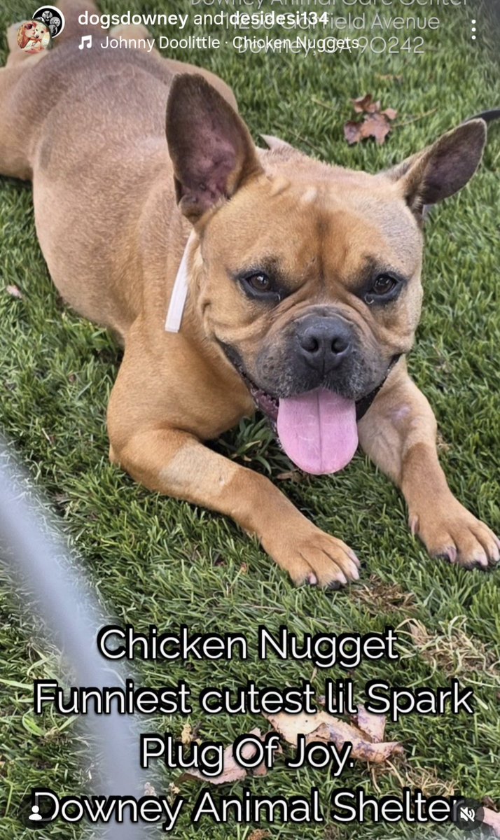 mapleveewesem's tweet image. 🆘️ 💔 🆘️ CHICKEN NUGGET is on the 💀 list at Downey #California ACC 😱 
Gorgeous Frenchie, just 18 months old, 34 lbs. Easy to leash, but dog selective/reactive. Staff want her in a home as the only pup. More info in replies 🔽 #FOSTER #PLEDGE 
#A5762331