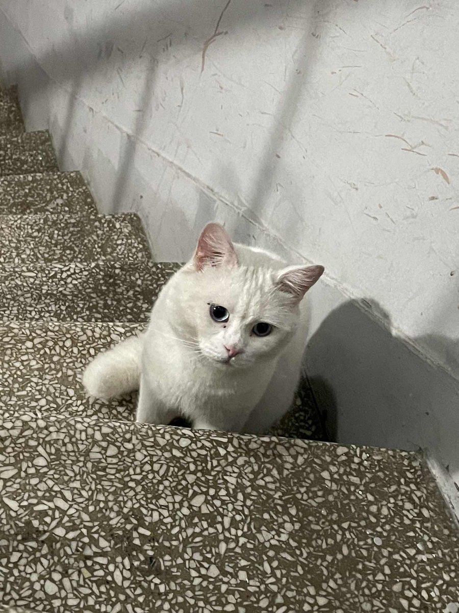 KayipHayvanApp's tweet photo. Kayıp İlanı!  
irk bilmiyorum sadece mavi gözlü bir kedi
Ekleyen: Anouck Baraud
İstanbul - Kadıköy - Yeldeğirmeni
https://t.co/nRG71wKcSa
#kayıp #kedi #köpek #kayıphayvan #kayıphayvanlar https://t.co/M7xL4xFXox