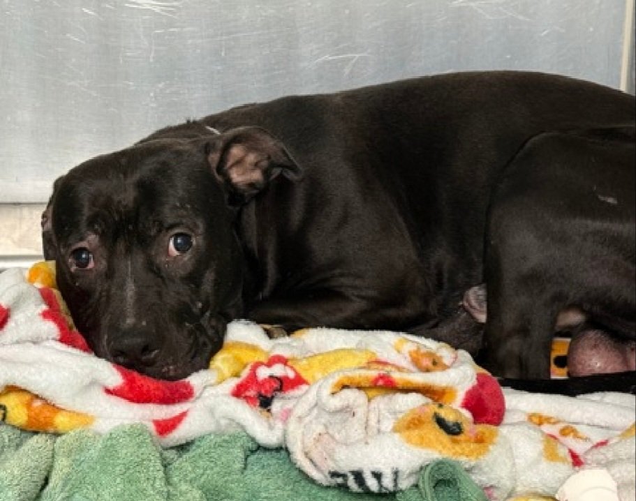 MorgFairsdogs's tweet image. Harlem 251508
Kill Command 
#NYCACC #RescueOnly 
He is a very shy 2 yr old 
Despite efforts to make him comfortable, he remains highly fearful 
Flails on leash
Is receptive to treats &amp;amp; chicken 
Needs exp all adult home 
Help save Harlem!
#Pledge4Rescue #foster #adopt