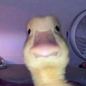 💊 HatersPayMyBills💊 🐰🦜🌈 tweet media