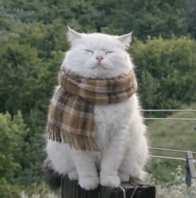 karen page as cats tweet media