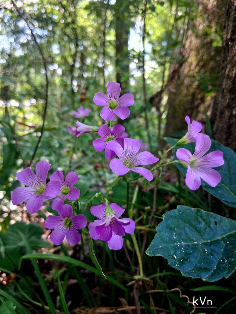 KevinVanNo40809's tweet image. Good afternoon Patriots #MAGA