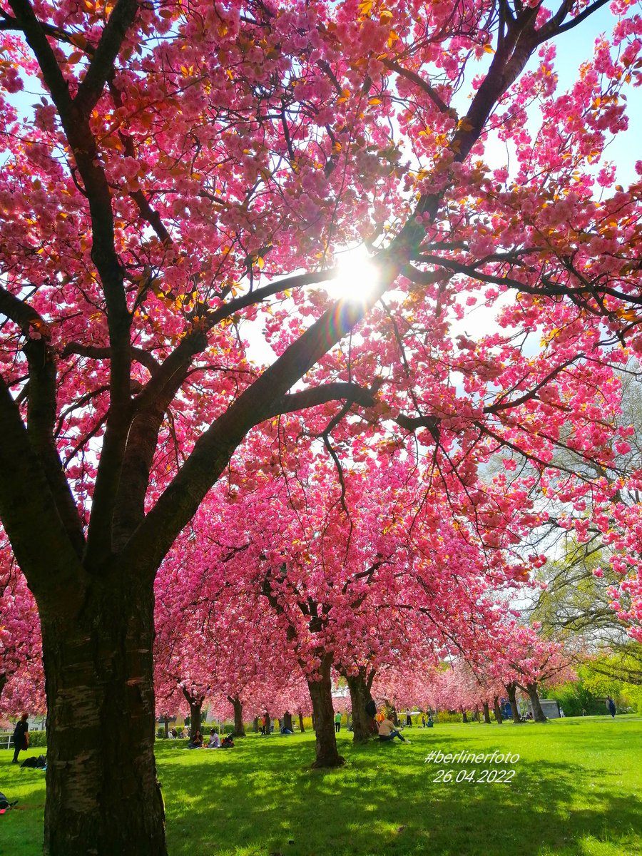 Berlin, Deutschland, Germany
#Berlin #Deutschland #germany #berlinerfoto