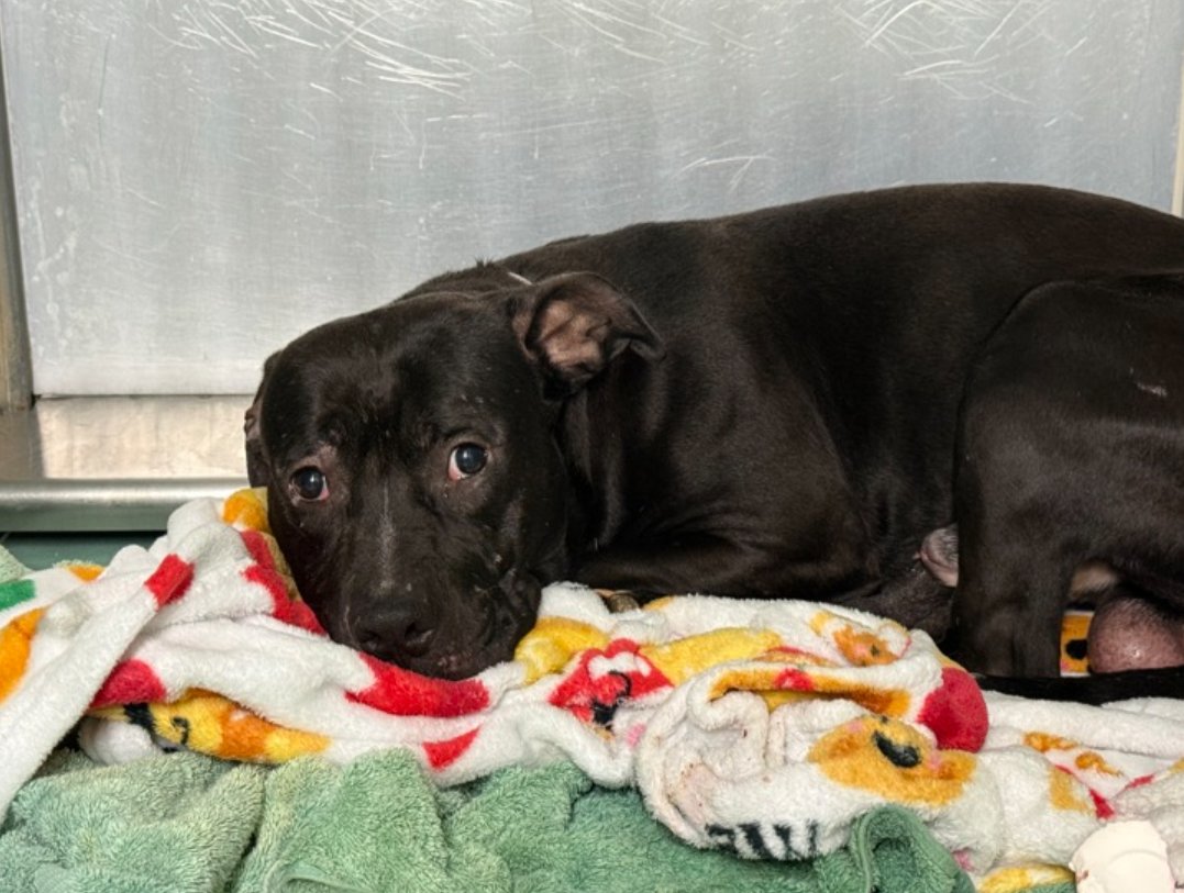 🚨 Last call for 2-y/o Harlem, now under kill command. 7 days, that is as long as Harlem was given to stop trembling &amp; hiding in the back of his kennel b/c so afraid. Very timid, so scared he doesn't even take treats. He just wants a foster offer so he can leave the scary