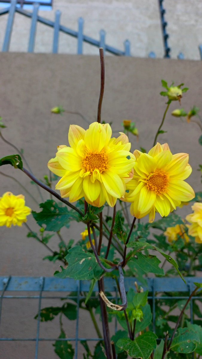 aarrrggghhhhhh!!! tweet media