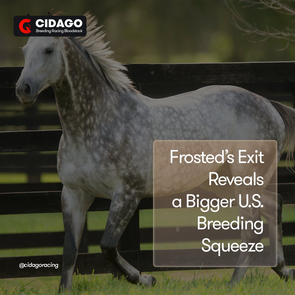 cidagoracing's tweet image. Frosted’s Exit Reveals a Bigger U.S. #Breeding Squeeze
Frosted’s death is a real loss to the #Tapit line, but the bigger American story is scale. With North American foal numbers projected at 17,000 and new incentives aimed at bringing #broodmares back into production, the market