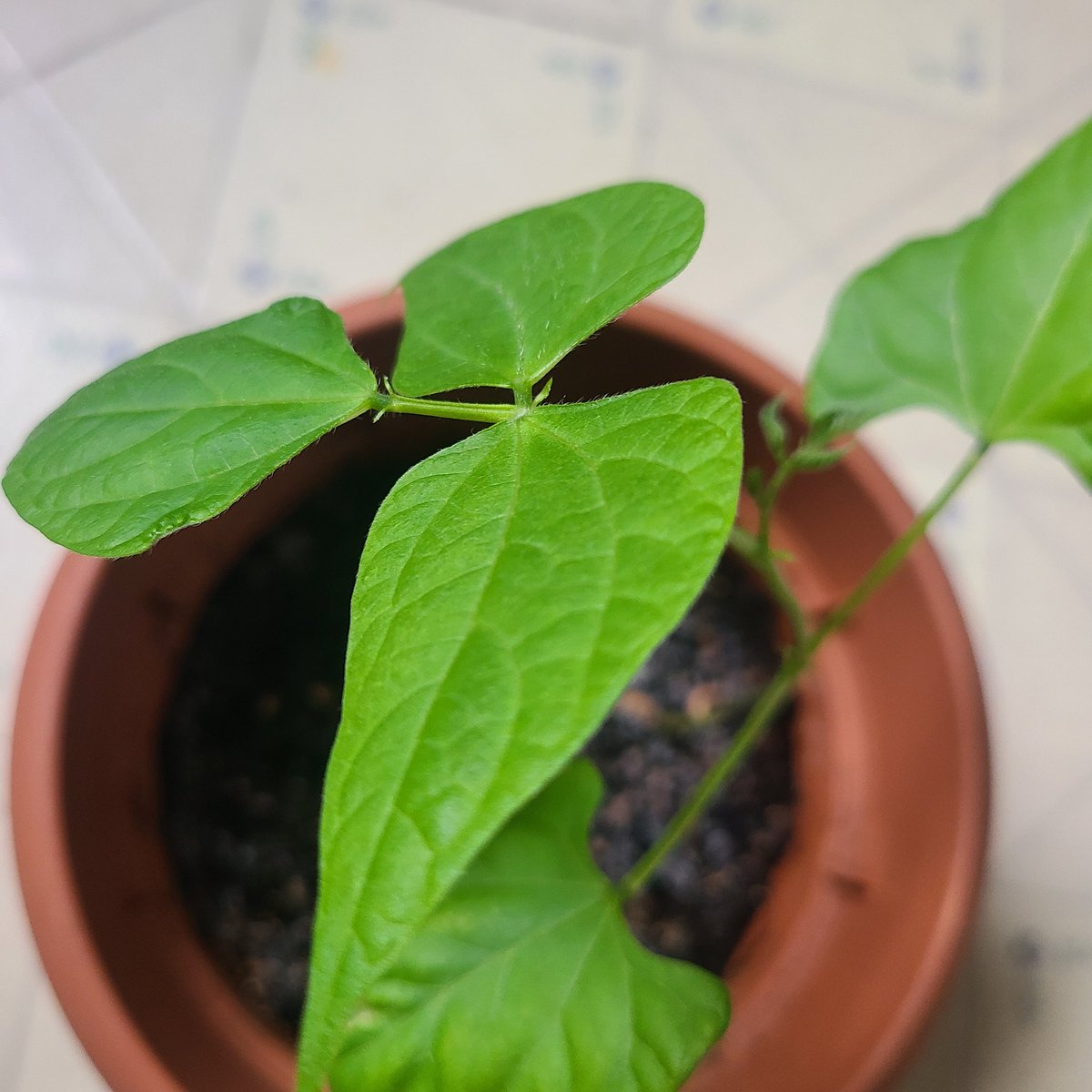 DarkSamuraiX1's tweet image. For science! ☝️😌 ✨️🌱✨️

#Plants #Vegetables