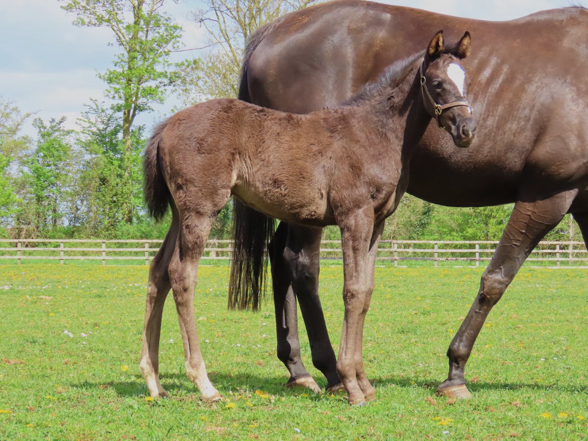 byerleystuduk's tweet photo. 📸 Pictured: Cracking daughter of KAMEKO o/o Starboard Watch, dam of dual 2YO winner, Meydan scorer and Mill Reef (Gr.2) 3rd FLYING COMET (Havana Grey).

This filly is also a half-sister to KAHOLO ANGEL, a seven-time winner in Hong Kong and one of Havana Grey’s highest earners! https://t.co/e4y2bDTvp2