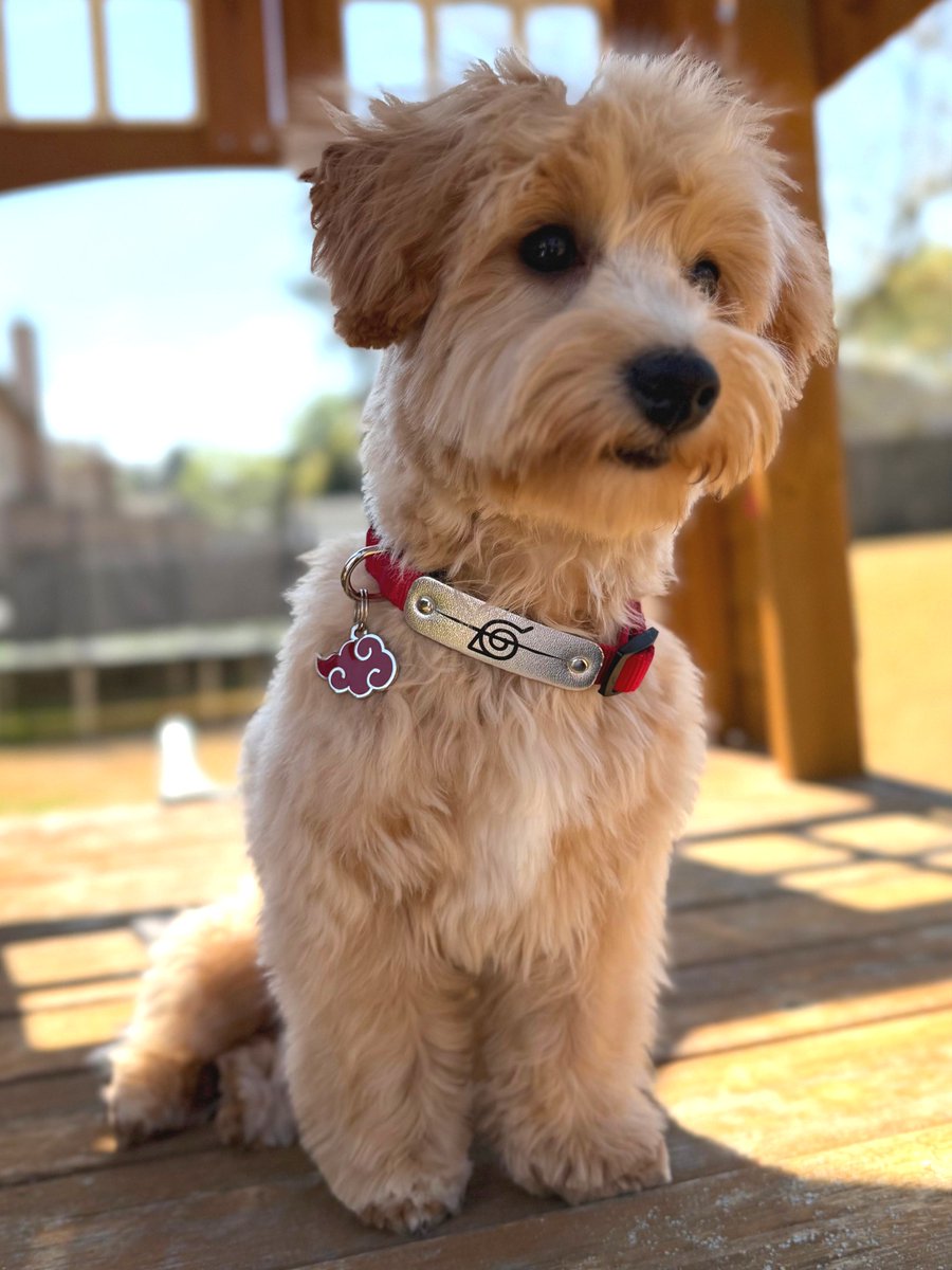 Pawsonify 🐾 tweet media