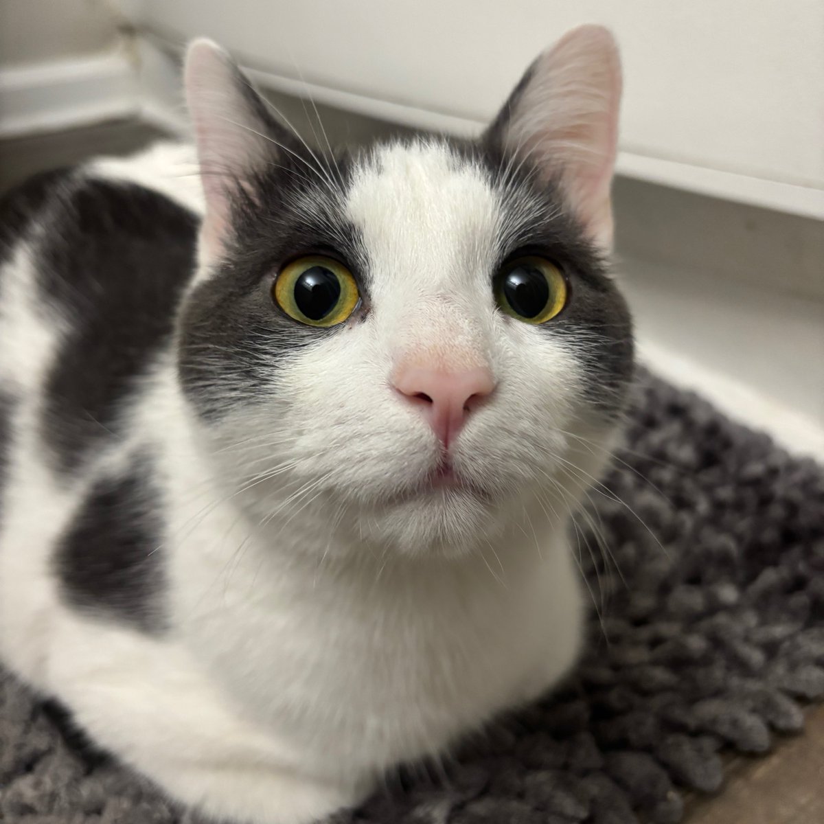 maya! ♡ tweet media