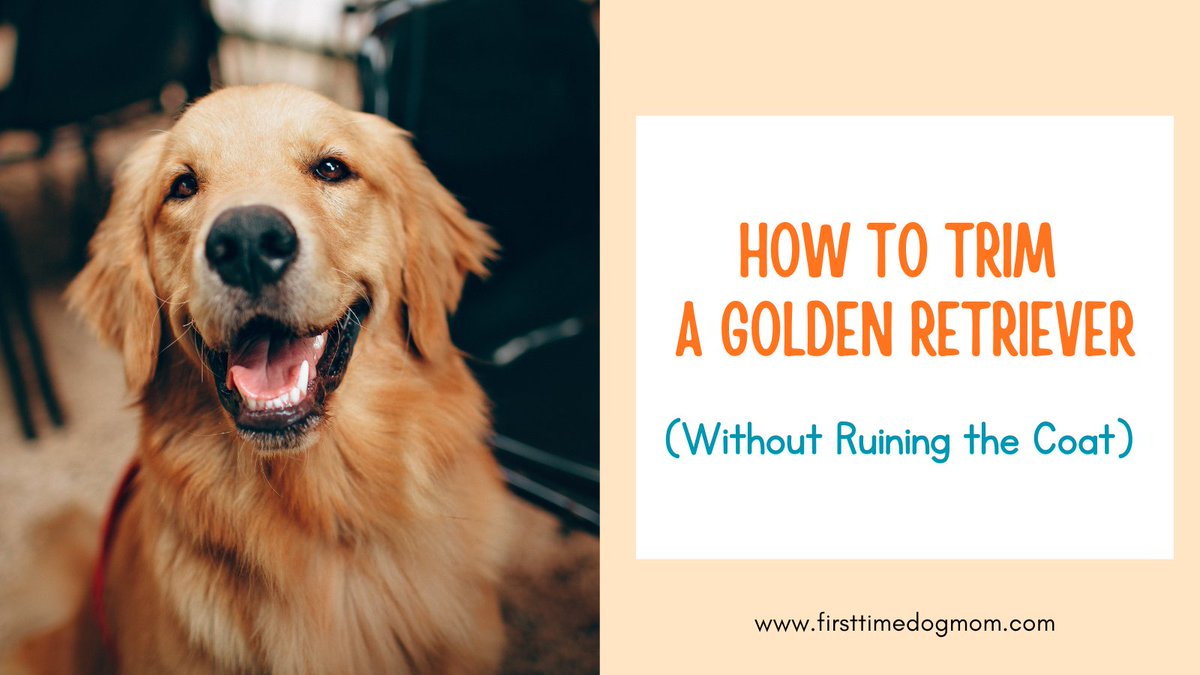 JennyHennig8's tweet image. Can you trim a Golden Retriever at home?

Yes, but it is not a haircut. It is a light tidy-up.

Here is a simple beginner's guide on what to trim and what to avoid.

firsttimedogmom.com/how-to-trim-a-…
#GoldenRetriever #DogGrooming #DogCare