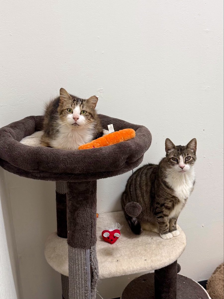 Friends of Bear Cat Rescue tweet media