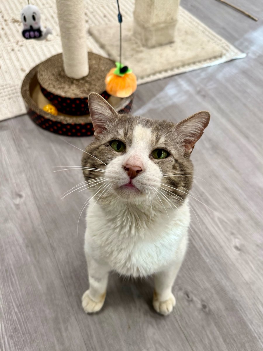 Friends of Bear Cat Rescue tweet media