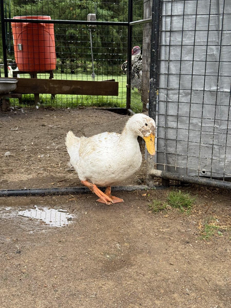FarmJokester's tweet image. Ducks have such personalities 🦆 

#ducks #backyardchickens #rainstorm #michaelsalerno