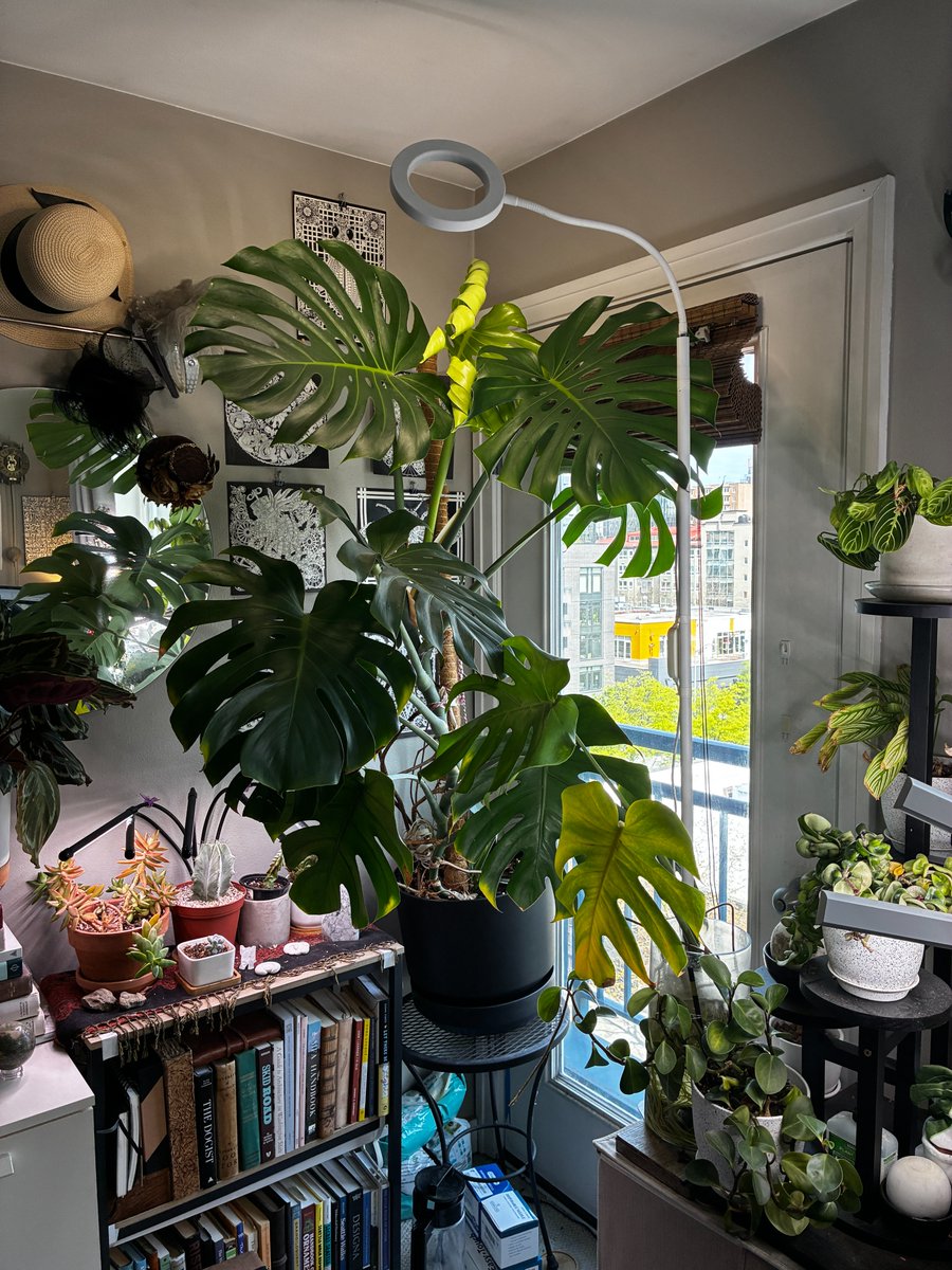 SeizureSalad 🧠 tweet media