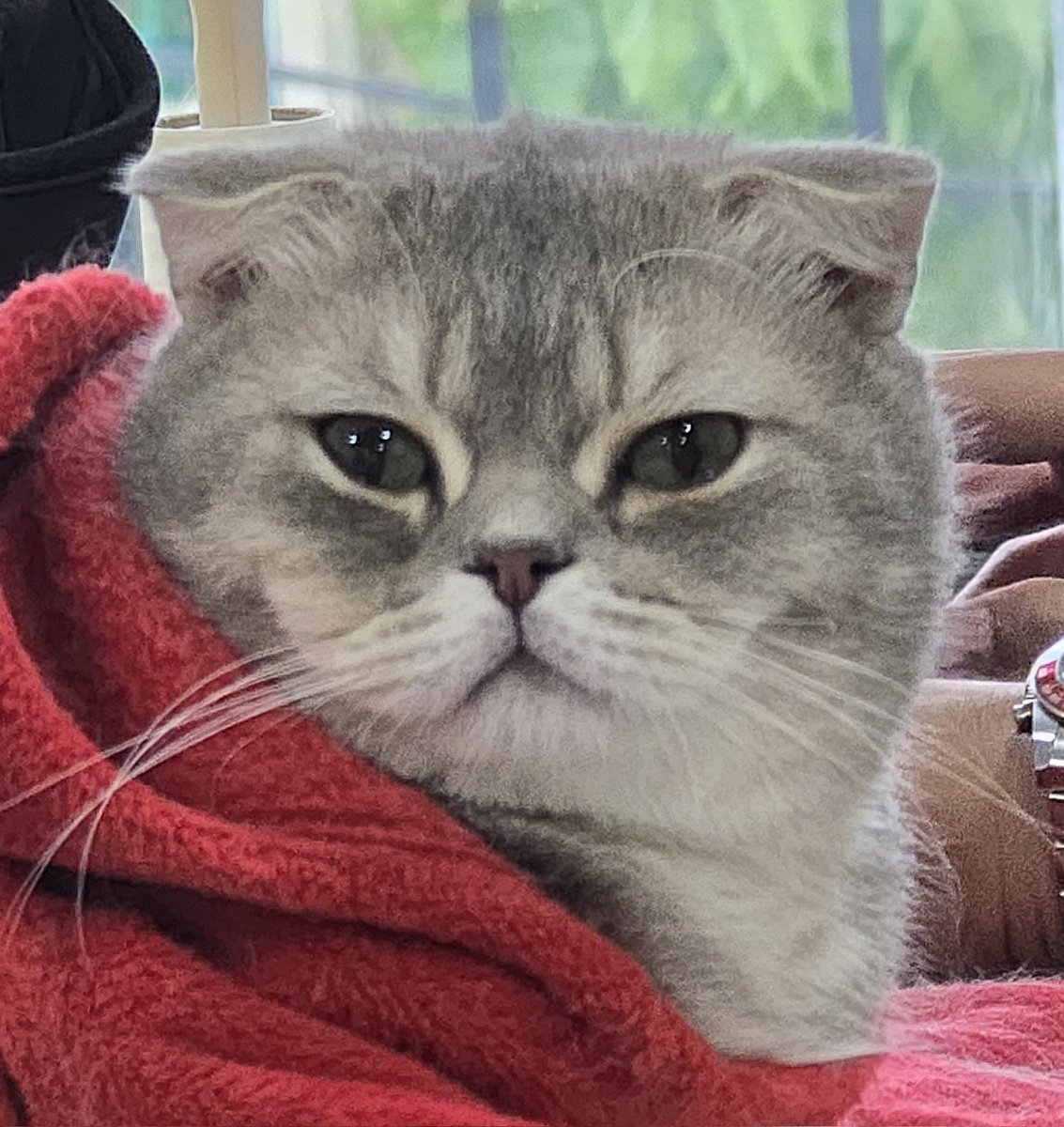 วอยอ tweet media