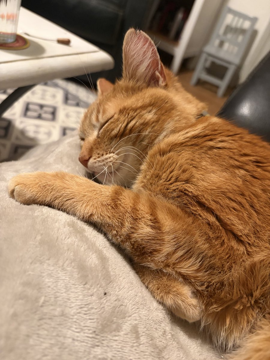 et_spirou's tweet photo. En direck des genoux de l’humaine : on ne change pas une équipe qui sieste 😻😻😻 https://t.co/Qoc9eZR0ev
