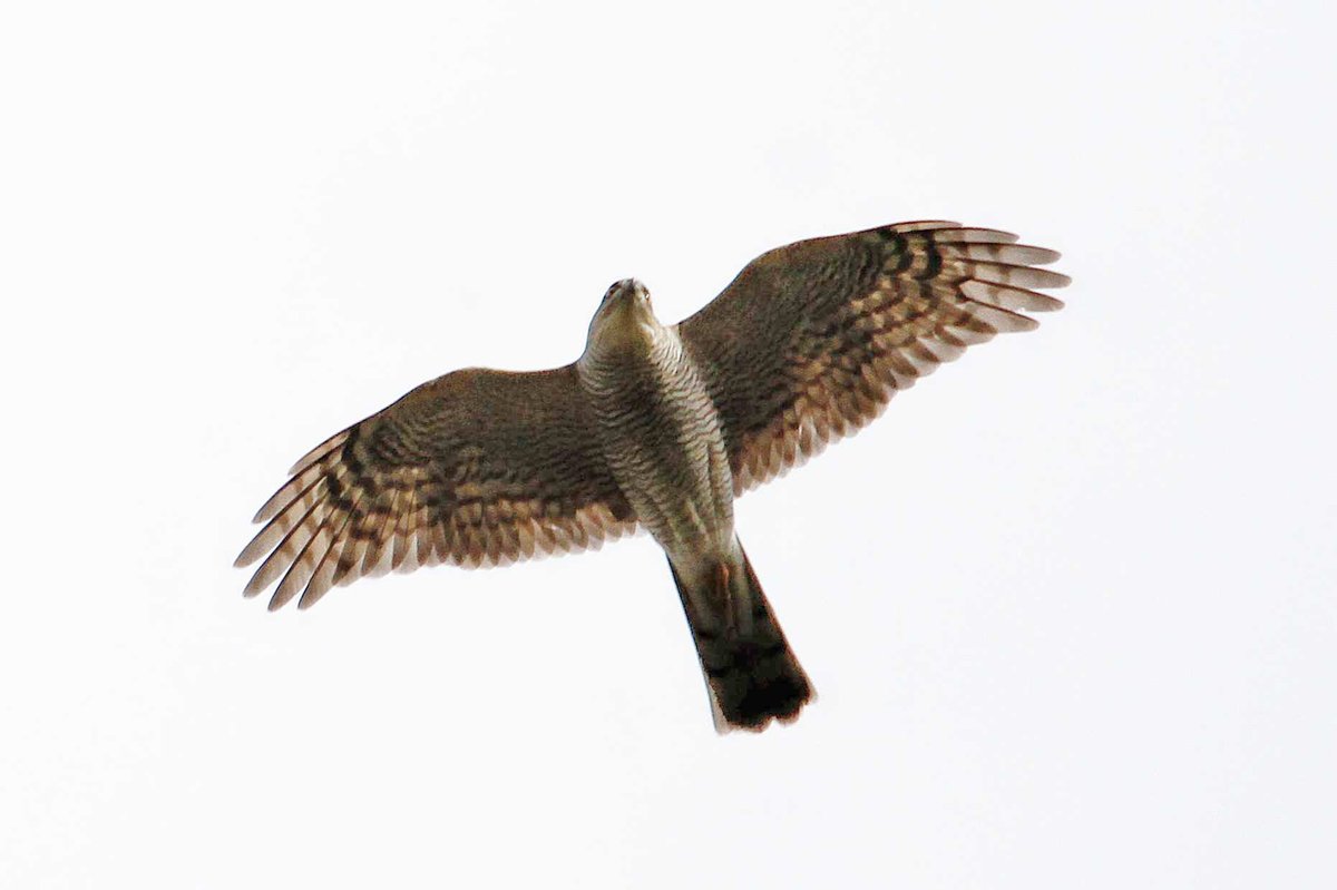 MrSteveyJames's tweet image. A Sparrowhawk circling and hunting over #endcliffepark #sheffield a couple days ago while I was passing time waiting for family at hospital #TwitterNatureCommunity  #TwitterNaturePhotography @Derbyshirebirds @DerbysWildlife @NatureUK @BirdGuides @shefbirdstudy @Natures_Voice