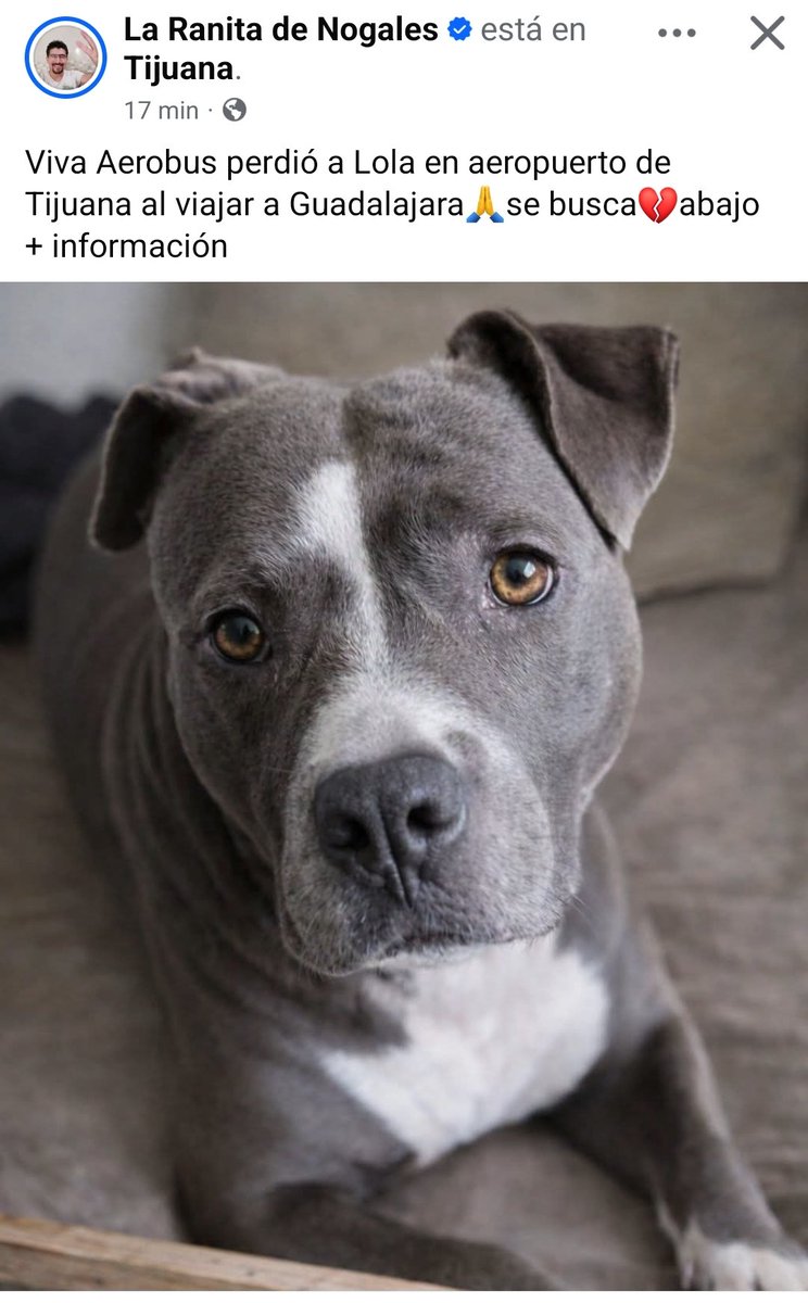 Exigimos que aparezca Lola , ¿Qué pasó <a href="/VivaAerobus/">Viva</a> ? Atención <a href="/Profeco/">Profeco</a>