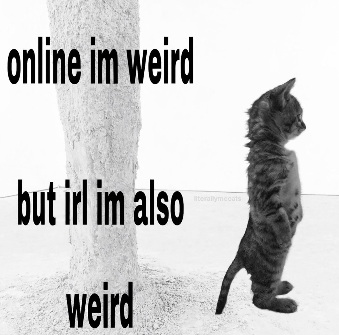 LiterallyMeCats tweet media