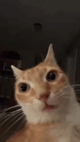 Spidergum tweet media