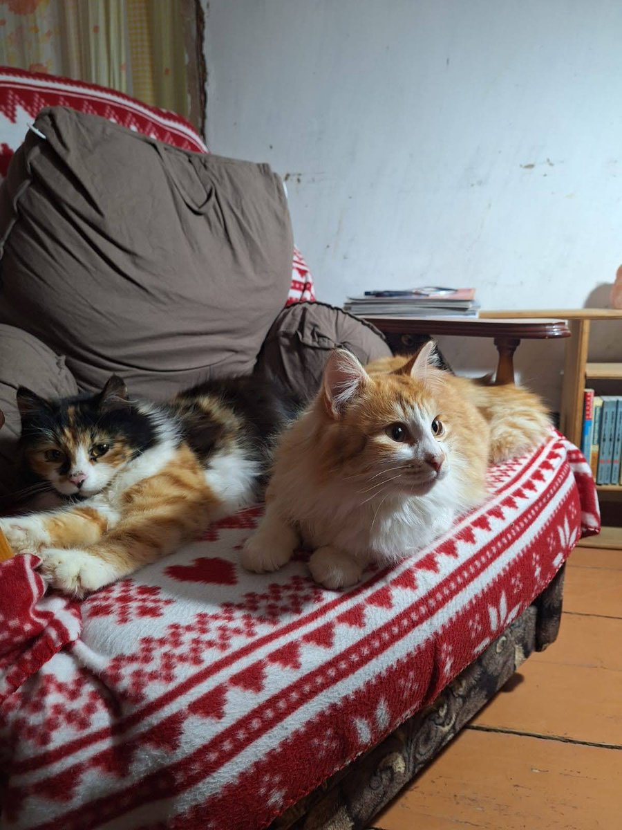 AltSibul's tweet photo. Вавилонский твиттер, зацени котов (сельские, не испорчены пагубным влиянием города) https://t.co/mK6ZBh4iP7