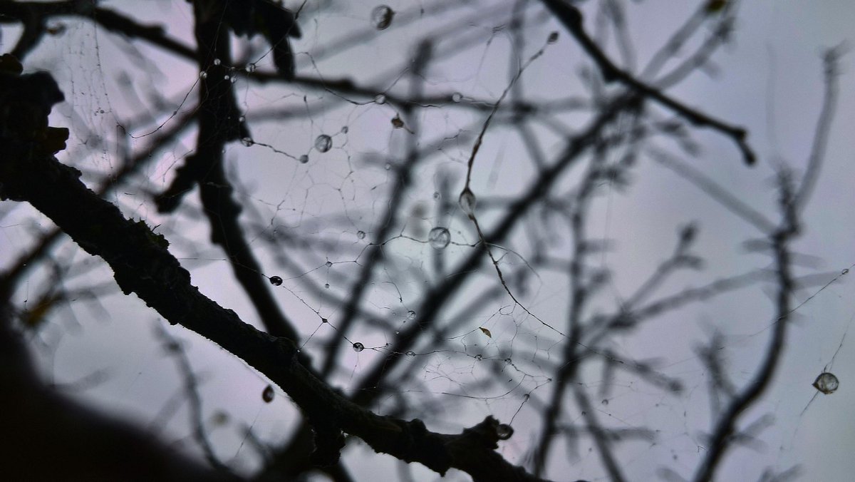katriniwow's tweet image. Silver threads🕸️ 

#MacroPhotography #Nightfall #NatureAesthetic #Details