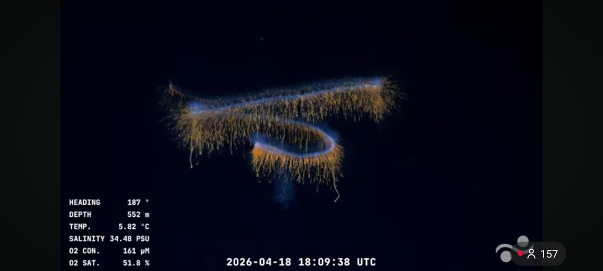 MedusozoaCol's tweet photo. During the #DesigningtheFuture3 expedition, led by @OsbornLab aboard the R/V Falkor (too) @SchmidtOcean, a physonect #siphonophore has just been scanned in situ🪼 Fragile, transparent, and still largely unknown—#midwater gelatinous life continues to reveal its hidden complexity. https://t.co/EejpjO05G0