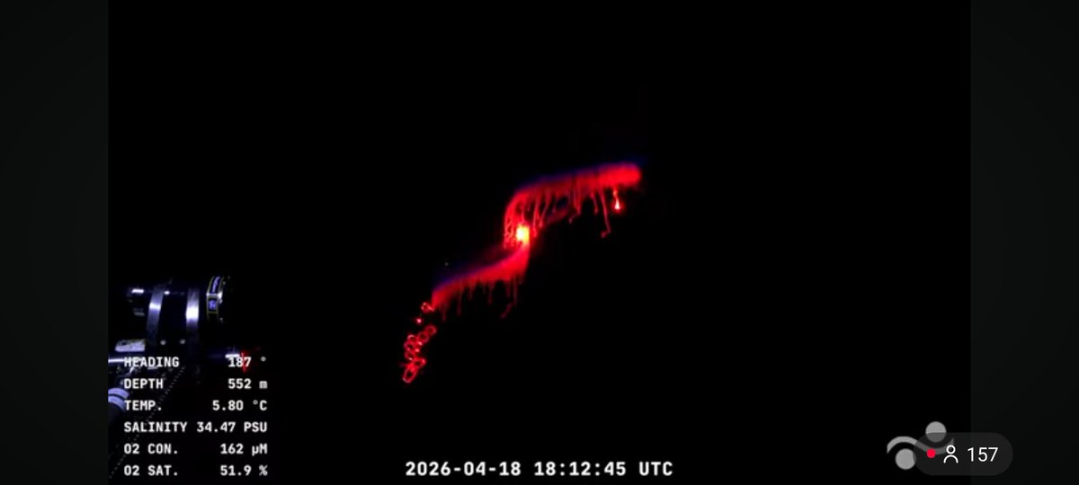 MedusozoaCol's tweet photo. During the #DesigningtheFuture3 expedition, led by @OsbornLab aboard the R/V Falkor (too) @SchmidtOcean, a physonect #siphonophore has just been scanned in situ🪼 Fragile, transparent, and still largely unknown—#midwater gelatinous life continues to reveal its hidden complexity. https://t.co/EejpjO05G0