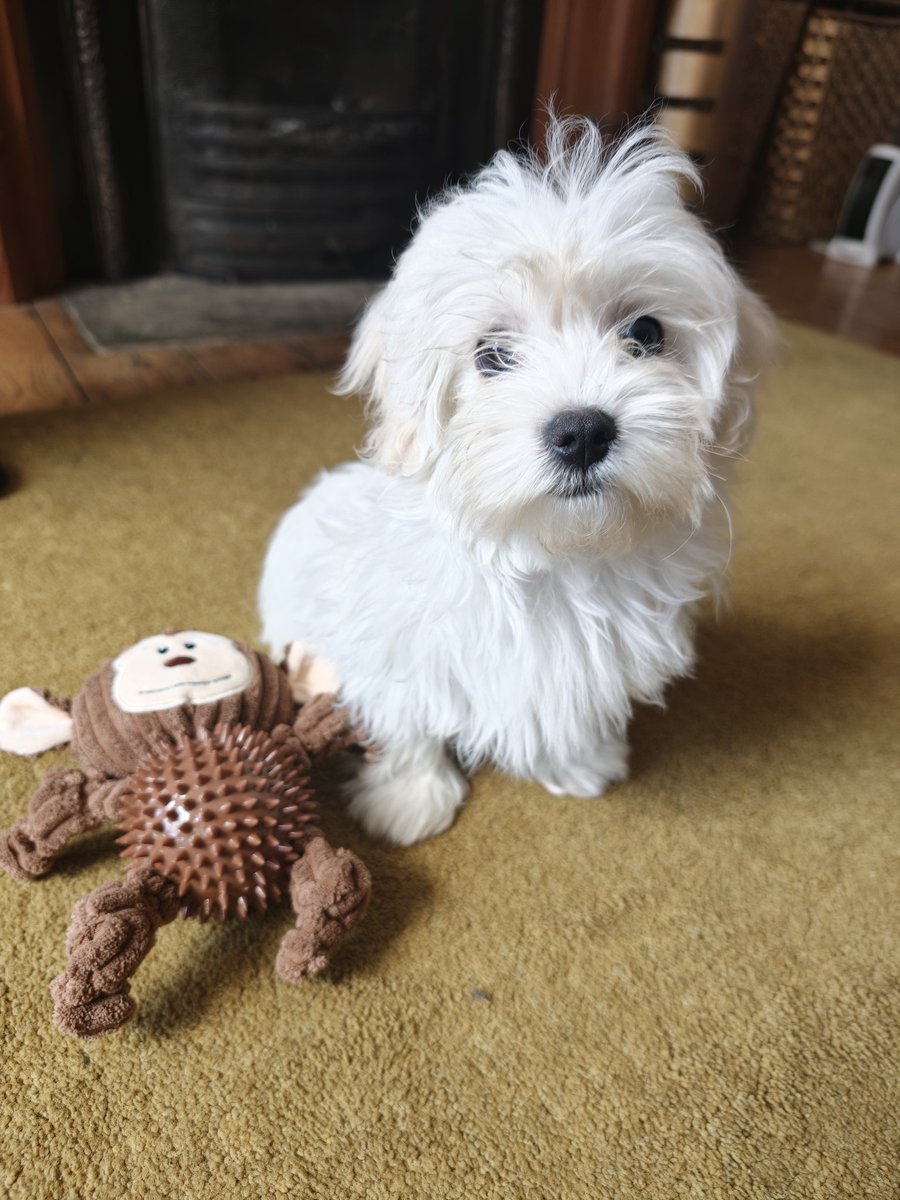 MrsLD10's tweet image. Our new addition to the family 
Polo 🩵
#dog #puppy #shihtzu #maltese